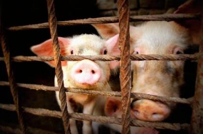 大银山续：3处病死猪掩埋点 挖223.5吨污物