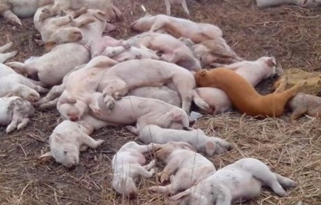 约300吨病死猪被偷偷掩埋 这背后有什么秘密？