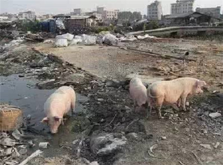环保：未来4年，这10个区域的养猪业要重点治理 ！