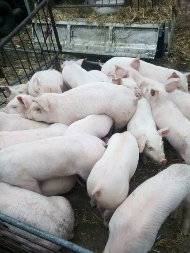 如何处理养猪与环保之间的矛盾？