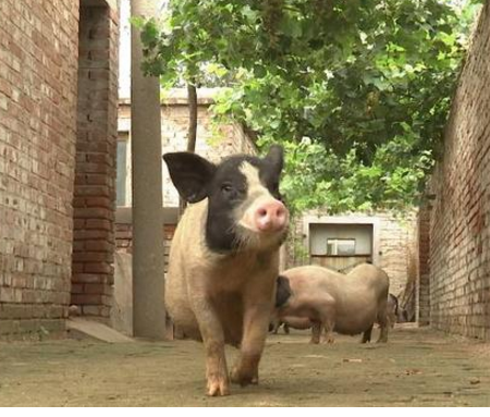 猪都过起了绿色的生活，你还在等什么？