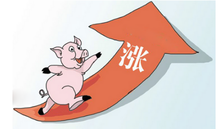 生猪会迎来新一轮“牛市”吗？