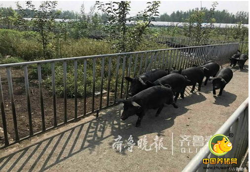 济南惊现一头“会说话的猪”，宝宝表示很好奇！