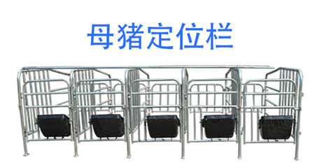 猪想养得好，这些东西你不能少