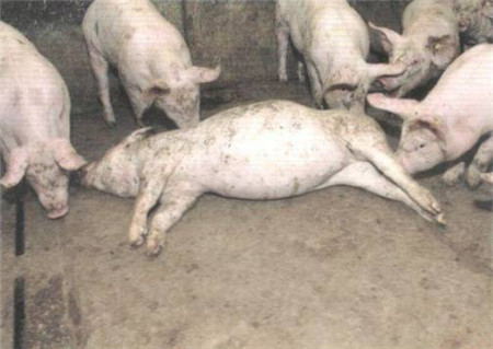 患病的猪会传达一些什么的信号来表达身体不适