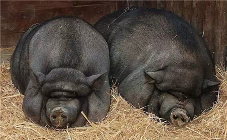 母猪疾病处方大全！必须收藏！