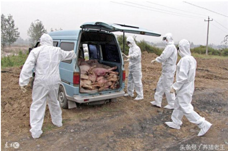 近期养殖场突发紧急病症，倒地不起，治愈率几乎为0