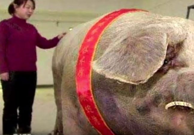 中国的养猪技术有多牛，成吉尼斯最大记录！