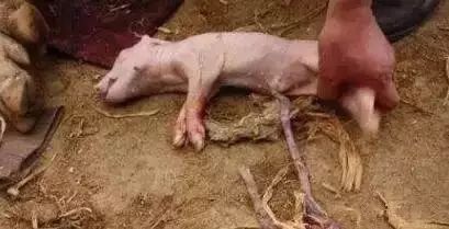 猪脐带血利用好，仔猪断奶多长一斤很轻松