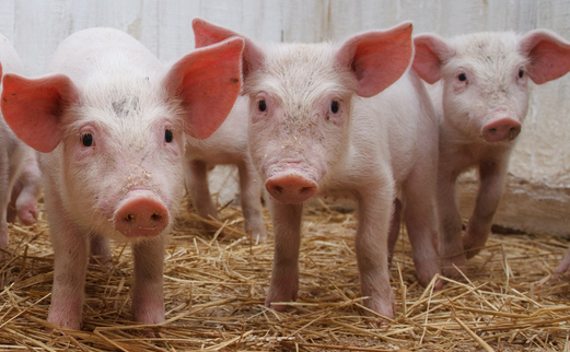 都是神经症状，如何轻松的区分出链球菌，水肿病和伪狂犬