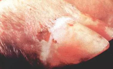 处理口蹄疫应该遵循这三项原则！