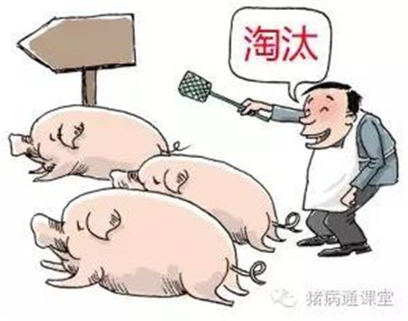 做好这点，你的养猪成本能下降一半！！