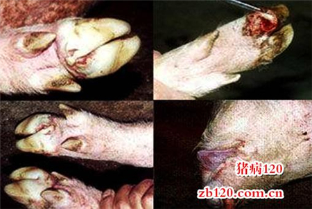 土方法巧治口蹄疫 简单效果好