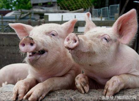 秋季疾病来势汹汹，该如何打好秋季猪病保卫战？