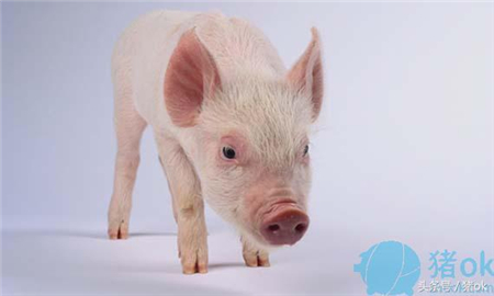 猪病偏方收集 这些猪病偏方可能正是你在寻找的