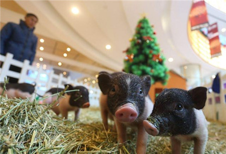 养猪十天赔10万，相亲50次都以失败告终