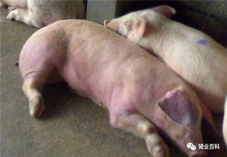 猪场呼吸道病频发，原来是这几个在捣鬼！