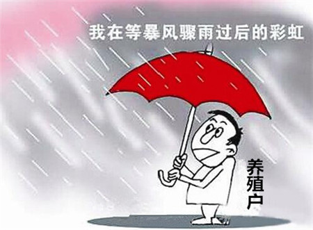 猪兜谈猪价：节前猪价会回升吗？升多少？
