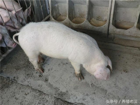 猪不吃食，打针没效果，怎么办？这些解决思路很有用！