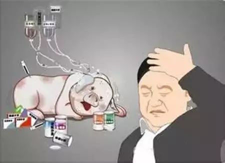 六大关键点，决定猪场伪狂犬净化成败