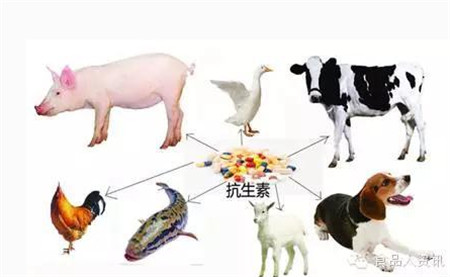 农业部：关于我国养殖业抗生素滥用情况及对策的提案
