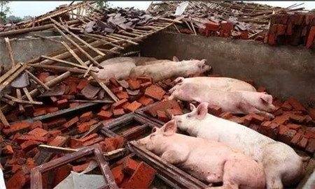 十七大党代表猪场被政府强拆，法院判强拆违法