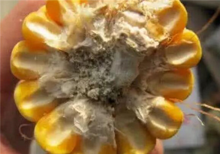 霉菌毒素中毒的隐蔽性和微量性