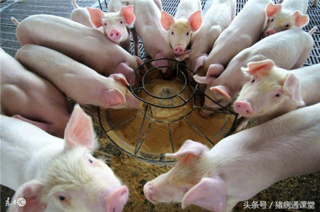 老兽医给您支招，保证断奶仔猪吃的好，长的快！
