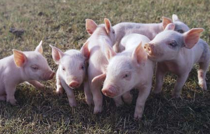 京津冀地区 畜禽养殖废弃物利用科技联合行动