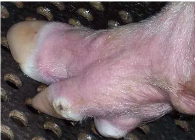 来不及免疫的哺乳母猪，突遭口蹄疫威胁，奶猪当如何逃命