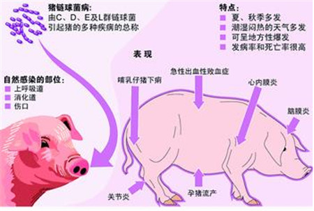 市场上链球菌又开始爆发了，你的那边出现了？