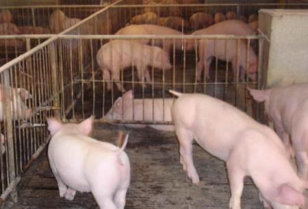 猪只的生理习性：色盲、嗅觉灵敏、不喜运动、采食量规律