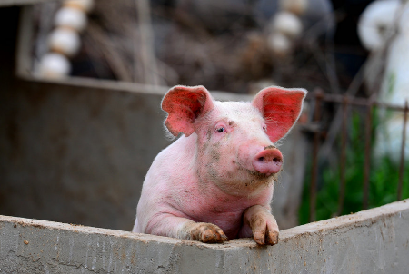 安福浒坑镇政府旁养猪户扰民无人管 周边臭气熏天