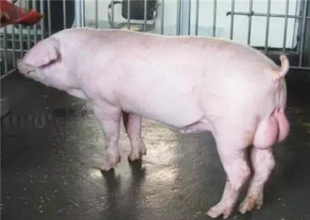 为什么要做好种公猪站的生物安全？侬晓得吗？