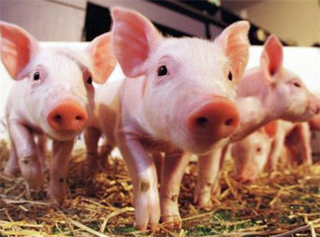 南方养殖业向东北转移：是掉进坑还是捡到宝