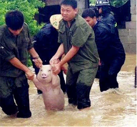 天蓬集团：这里的小猪比网红小猪还萌！