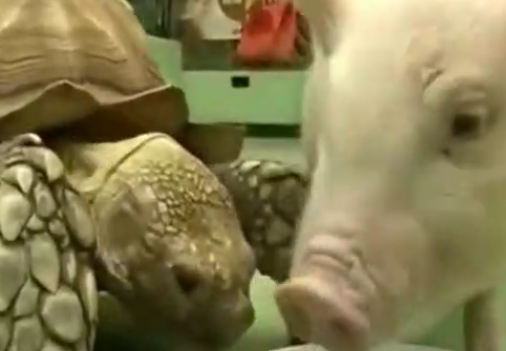 宠物猪乌龟抢食！险些被爆头！