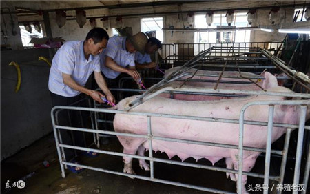 农村养猪：猪病防控，很多猪场这几个细节都没做好！