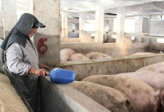 农村养猪人请注意：这种许诺，你可别信！