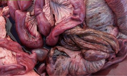 应该提高胞内劳森菌引起回肠炎的重视程度