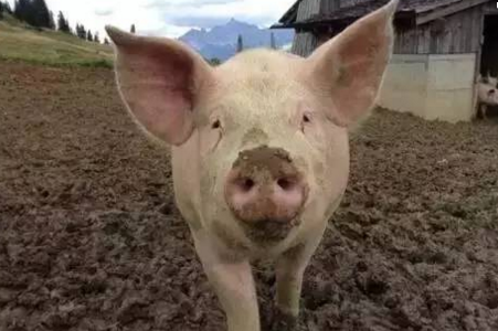 养猪牢记“三个区”：重点发展区、约束发展区、潜力增长区！