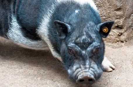 大批猪场拆迁补偿款被贪腐，禁养运动催生“疯狂腐败案”！