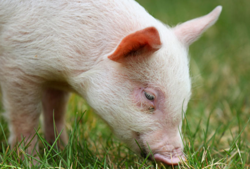 腐败、熟化不能使其失活，非洲猪瘟病毒的适应力有多强？