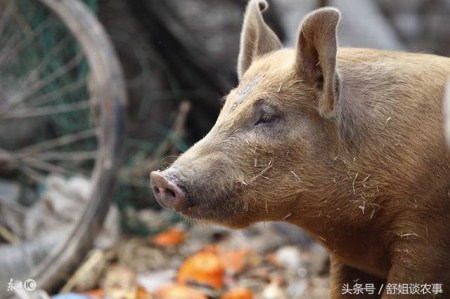 秋季养猪要抓好“三个要点”！