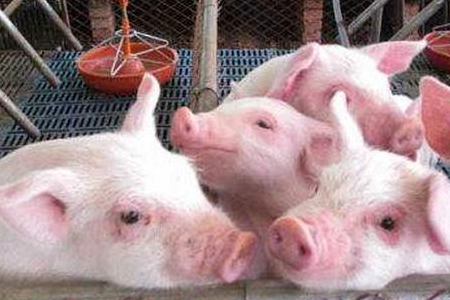 猪场发生脱肛病例，该怎么办？