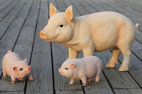 赤峰：建立了巾帼电商+土笨猪养殖基地！