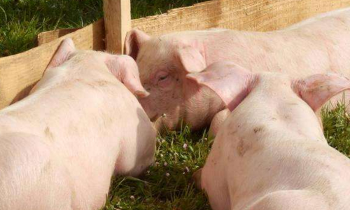 模范！象山畜牧业转型升级 “绿意盎然”！