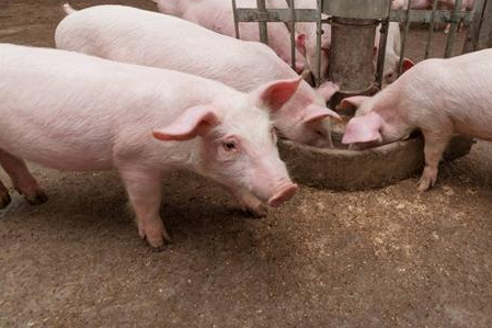 厦门男子因在这个地方养猪被判赔90多万 法官释疑