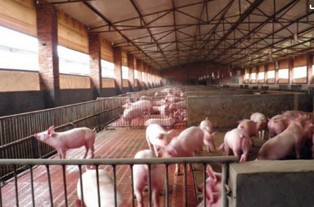 回族人不吃猪肉真相，原来我们都是文盲！