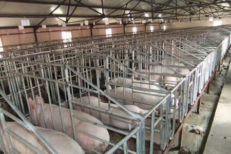 母猪到了预产期不生怎么办？